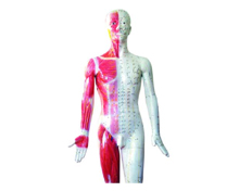 Human Acupuncture Models