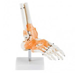 Good Quality Osteology Models